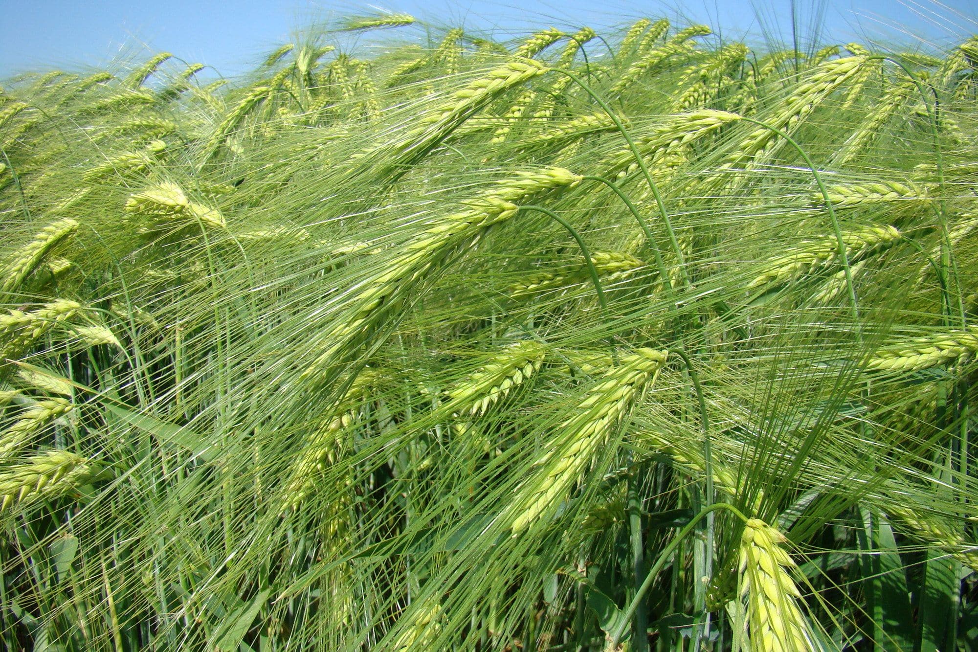 Зернові культури